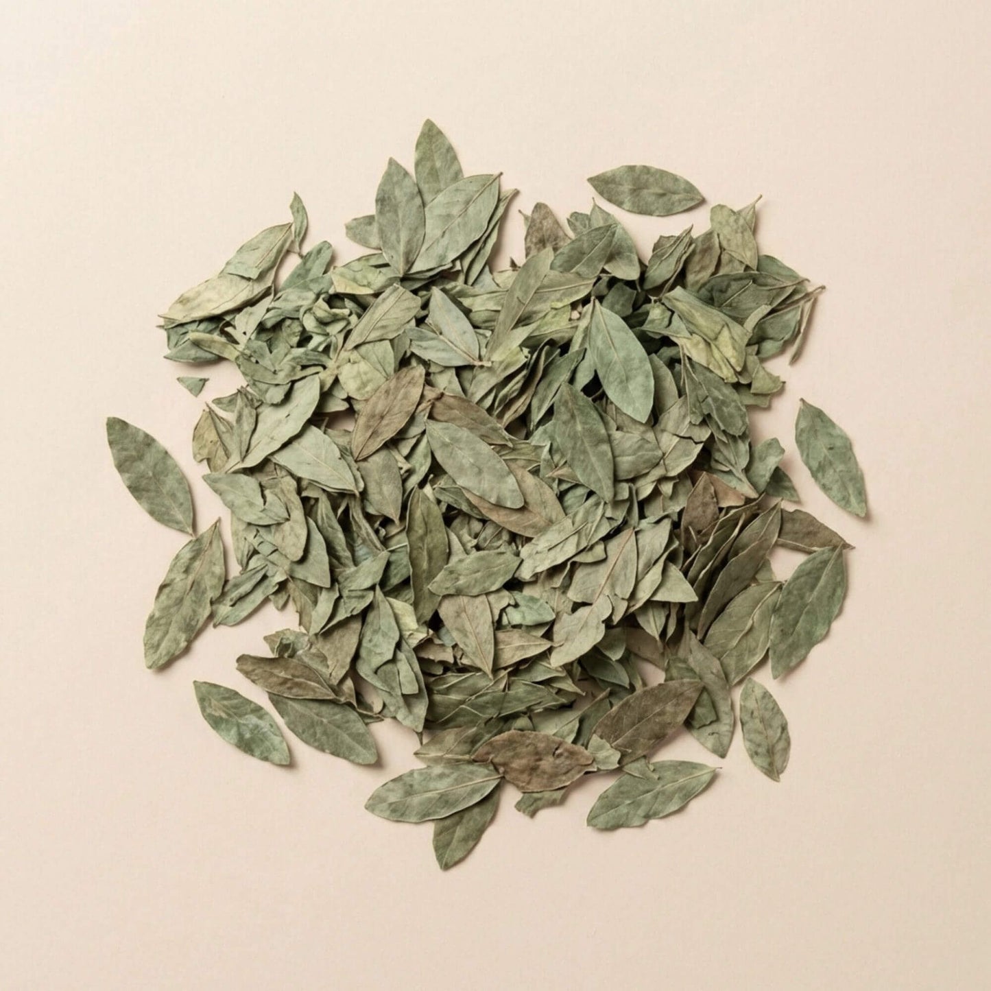 Feuilles de séné Sana Makki séchées en vrac, disposées sur fond beige clair, plante utilisée en infusion.