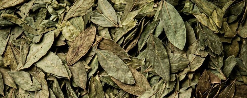 Feuilles de séné séchées, plante naturelle, couleur végétale claire